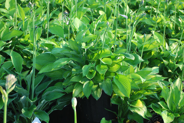 Hosta x 'Gold Standard' (Plantain Lily)