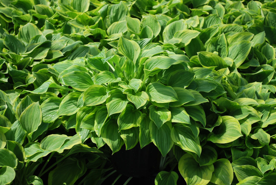 Hosta x 'Golden Tiara' (Plantain Lily)