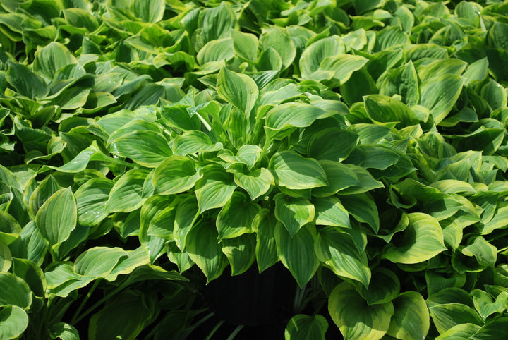 Hosta x 'Golden Tiara' (Plantain Lily)