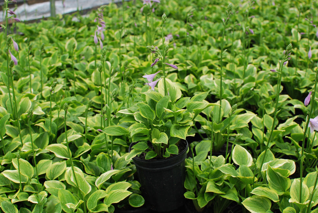 Hosta x 'Golden Tiara' (Plantain Lily)