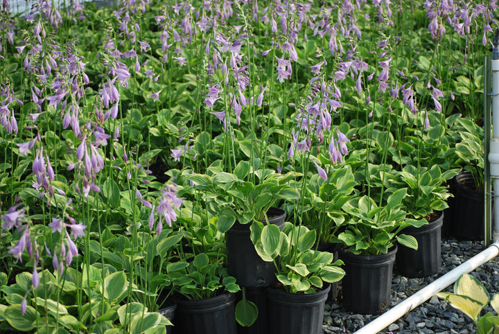 Hosta x 'Golden Tiara' (Plantain Lily)