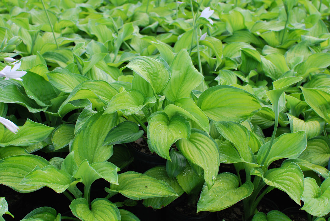 Hosta x 'Guacamole' (Plantain Lily)