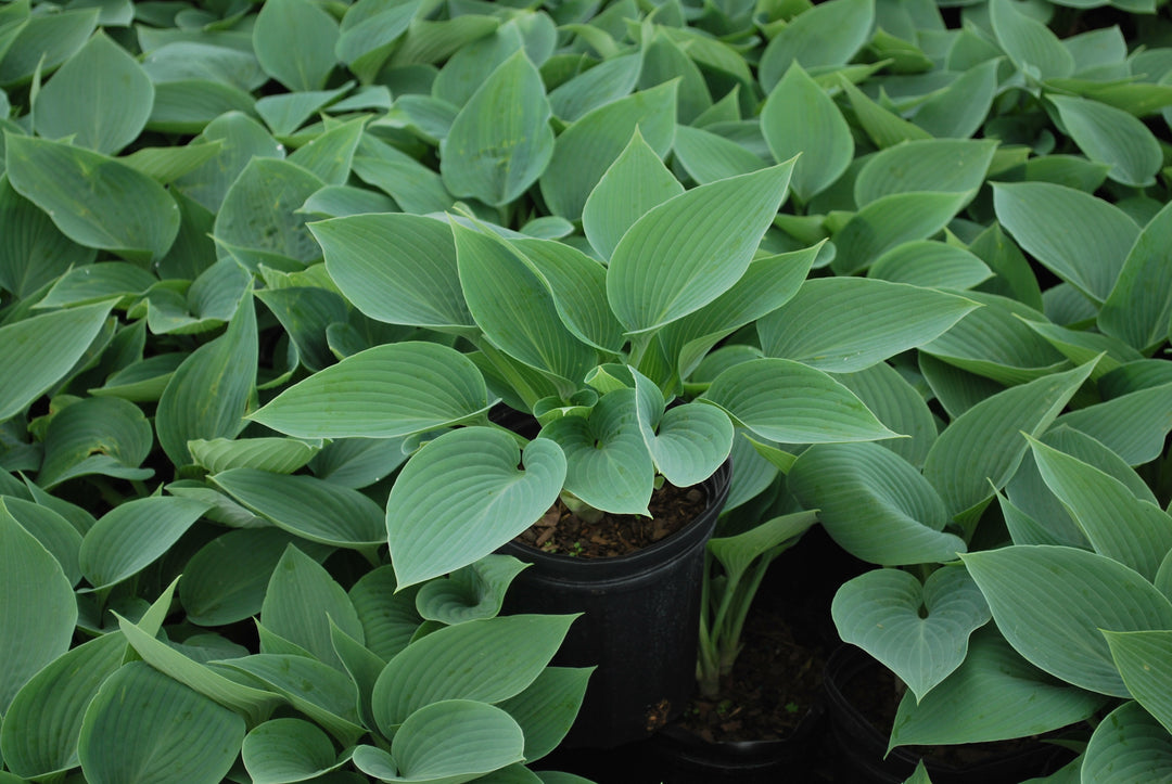 Hosta x 'Halcyon' (Plantain Lily)