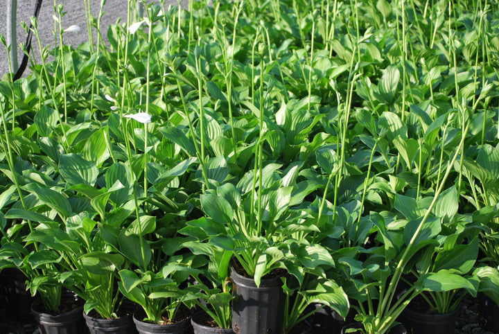 Hosta x 'Royal Standard' (Plantain Lily)