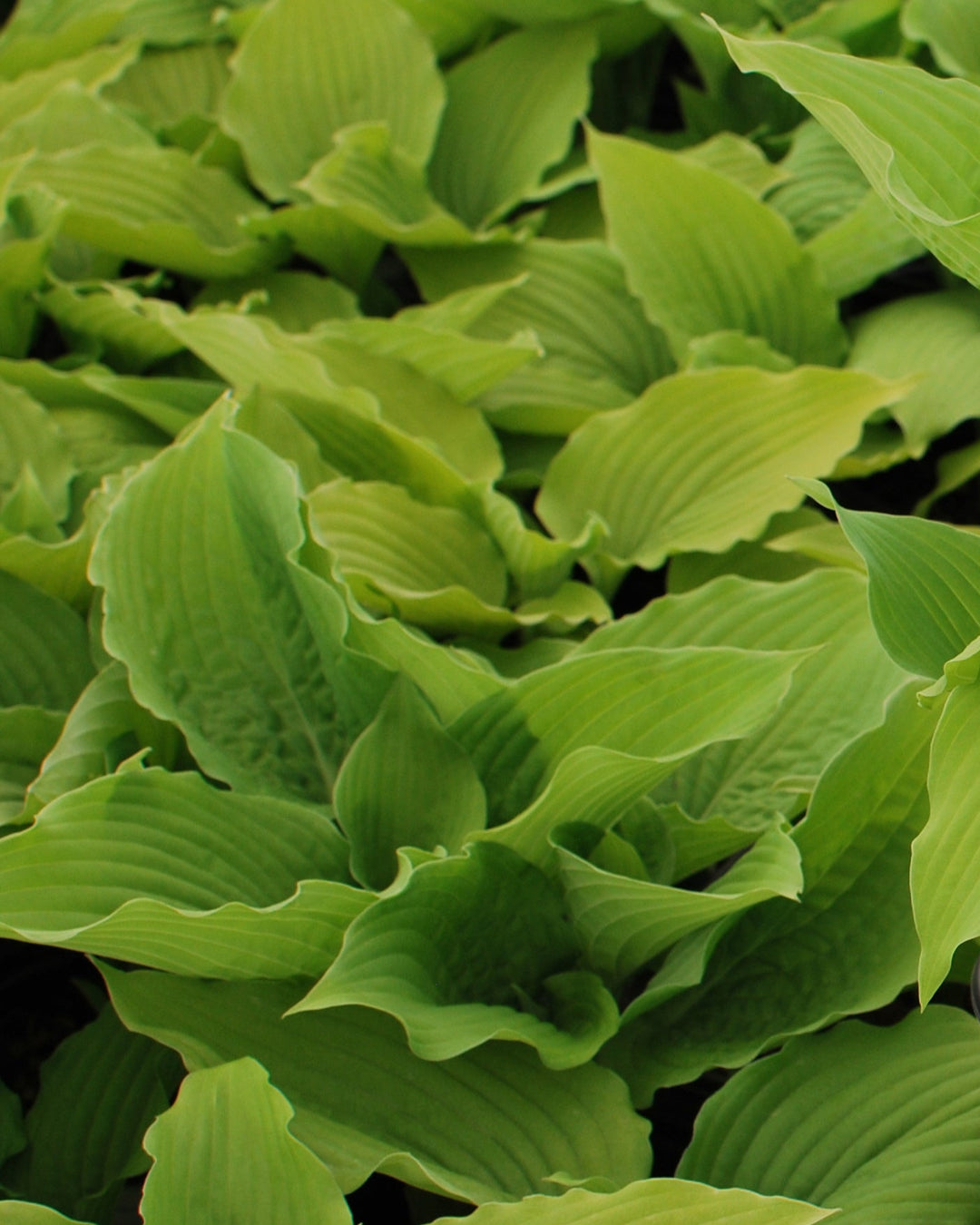 Hosta x Shadowland® 'Coast to Coast' (Plantain Lily)