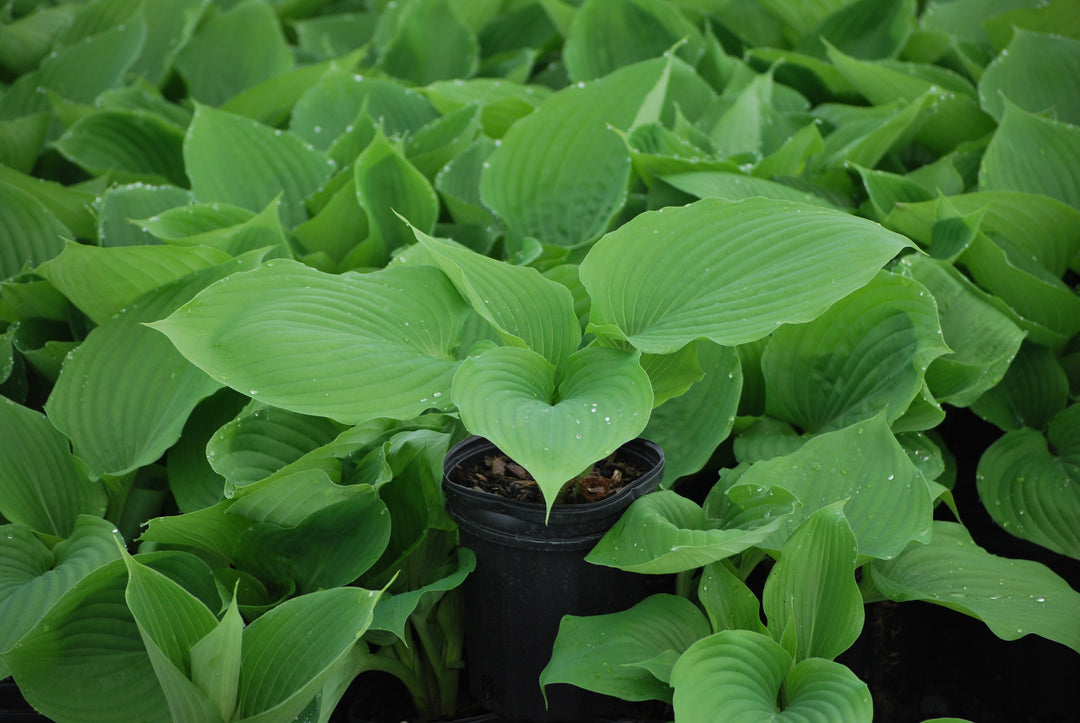 Hosta x 'Sum and Substance' (Plantain Lily)