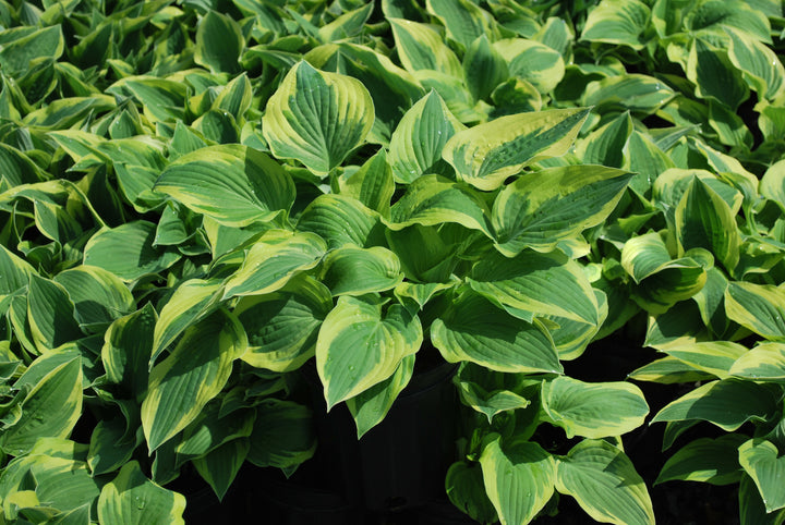 Hosta x 'Wide Brim' (Plantain Lily)