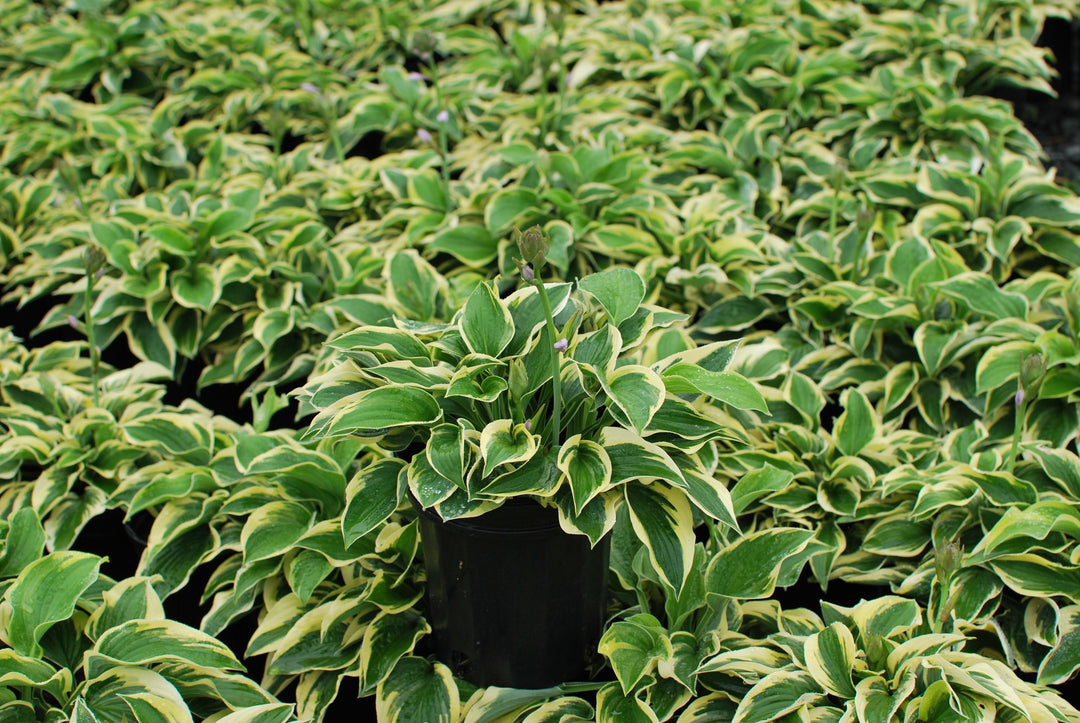 Hosta x 'Wide Brim' (Plantain Lily)