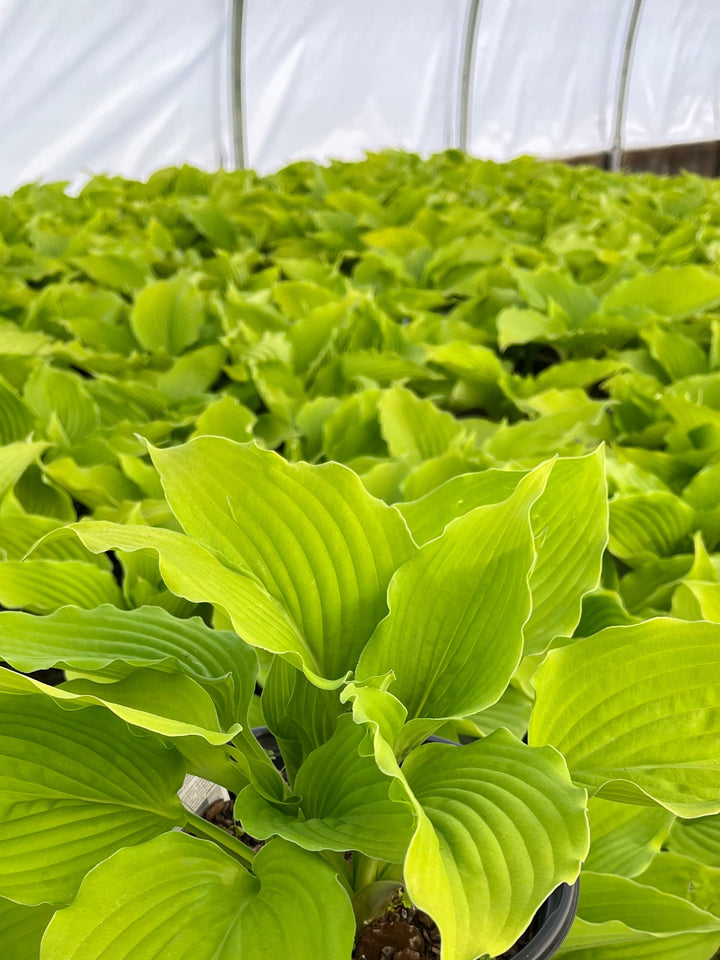 Hosta x Shadowland® 'Coast to Coast' (Plantain Lily)