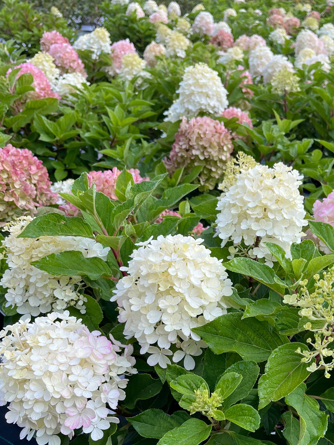 Hydrangea paniculata Fire Light Tidbit® (Dwarf Panicle Hydrangea)