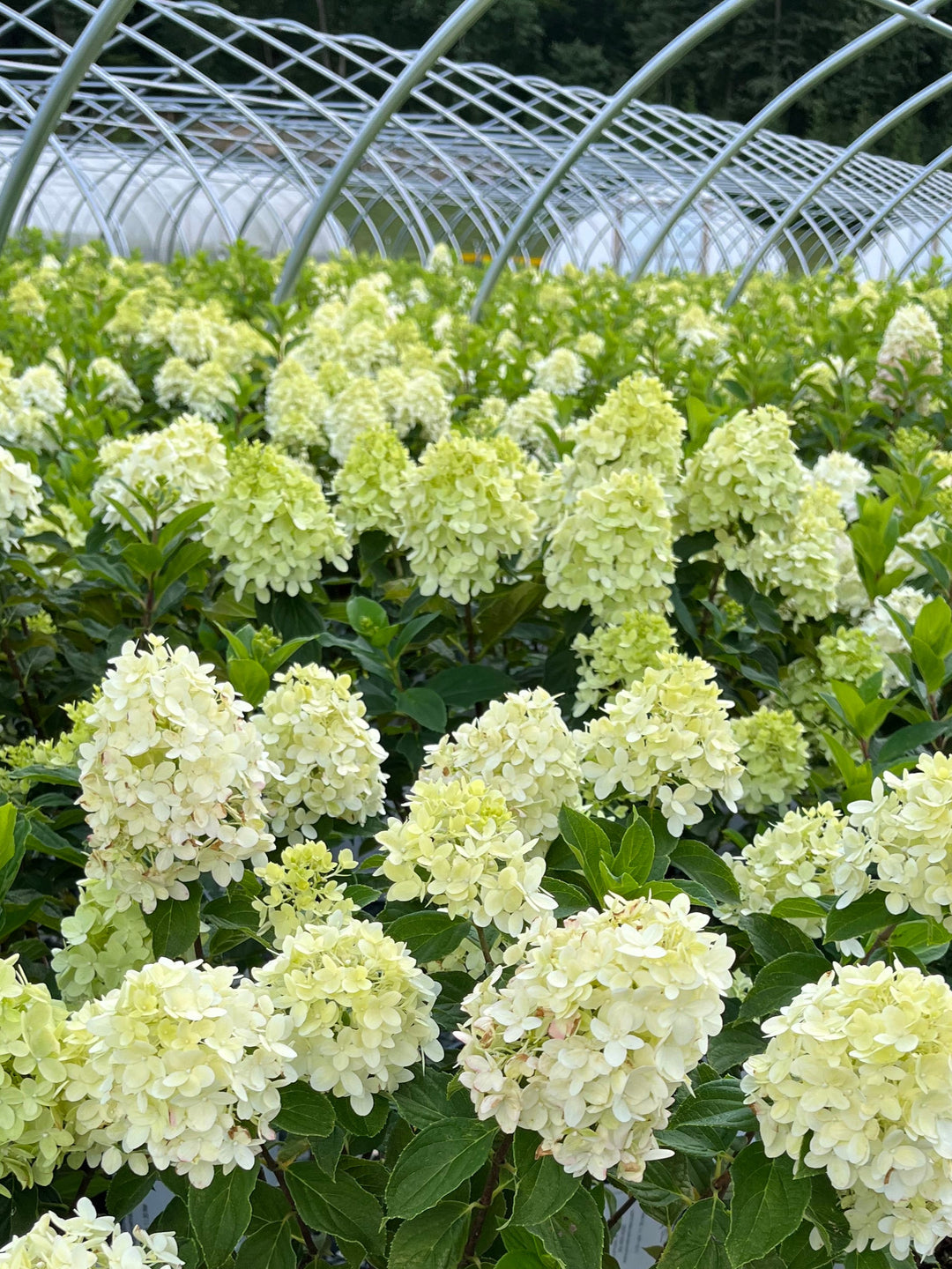 Hydrangea paniculata Limelight Prime® (Panicle Hydrangea)