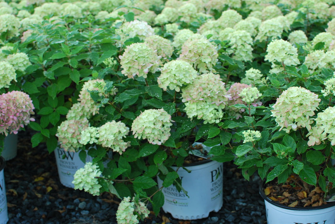 Hydrangea paniculata Little Lime® (Panicle Hydrangea)