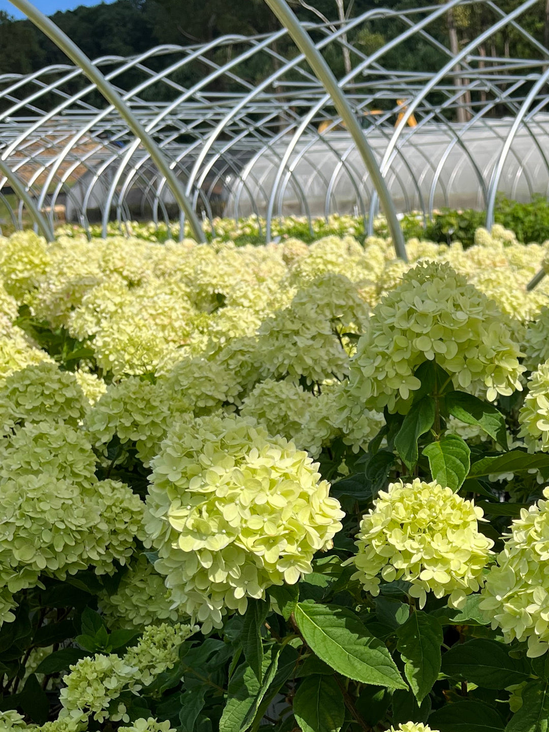 Hydrangea paniculata Little Lime® (Panicle Hydrangea)