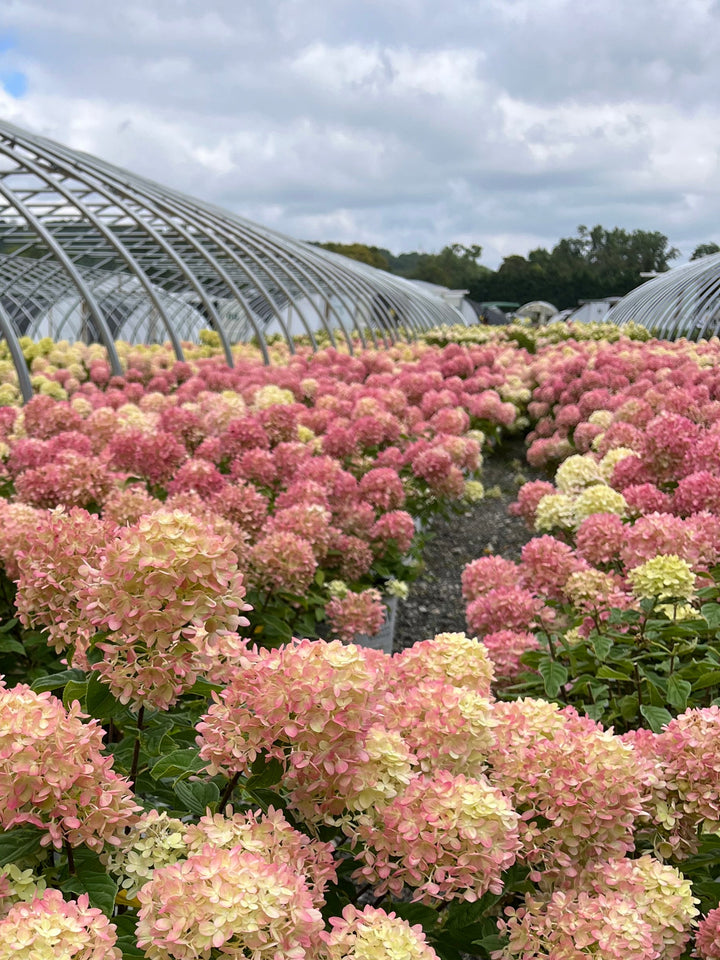 Hydrangea paniculata Little Lime® (Panicle Hydrangea)