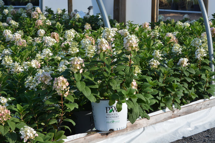 Hydrangea paniculata Little Quick Fire® (Panicle Hydrangea)