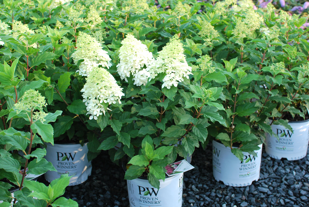 Hydrangea paniculata Quick Fire Fab® (Panicle Hydrangea)