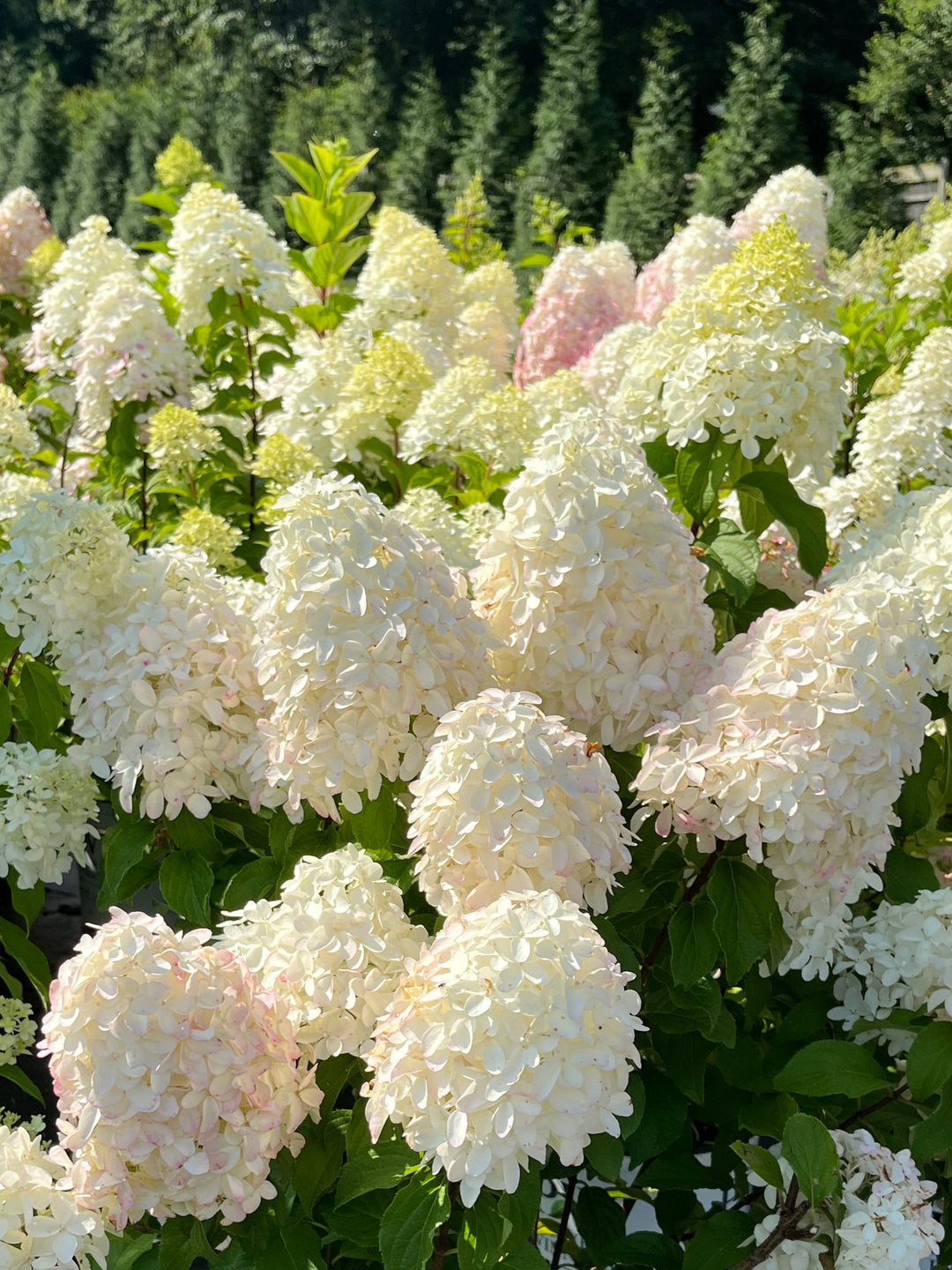 Hydrangea paniculata Quick Fire Fab® (Panicle Hydrangea)