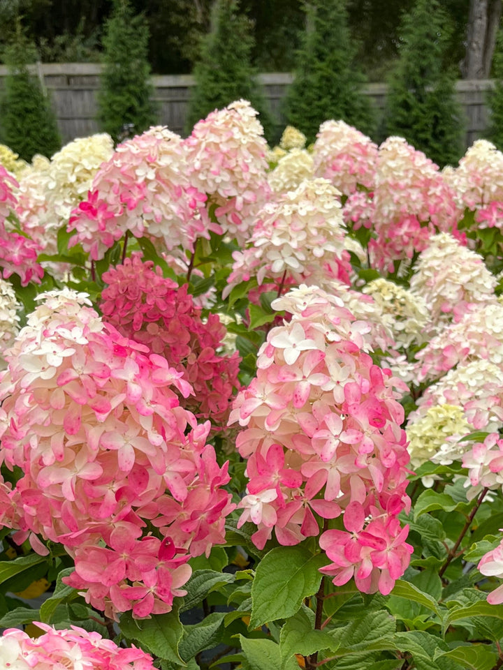 Hydrangea paniculata Quick Fire Fab® (Panicle Hydrangea)