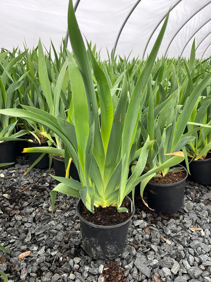 Iris g. ‘Sea of Love’ (German Iris)