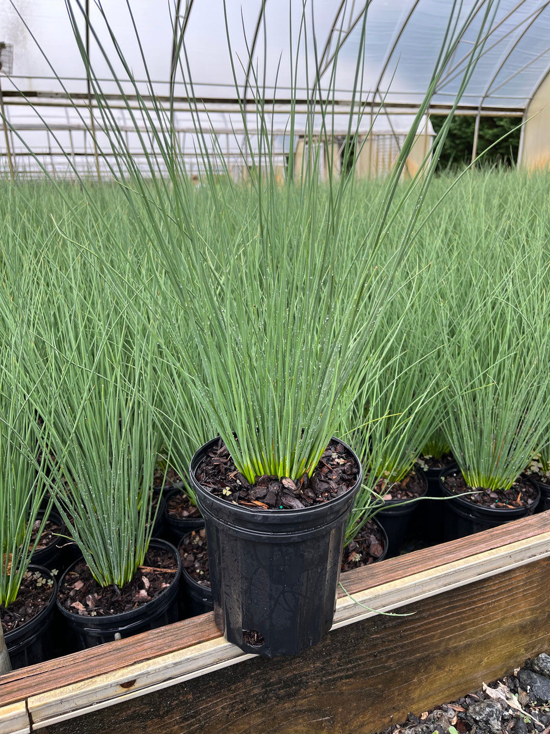 Juncus inflexus 'Blue Arrows' (Blue-Green Rush)