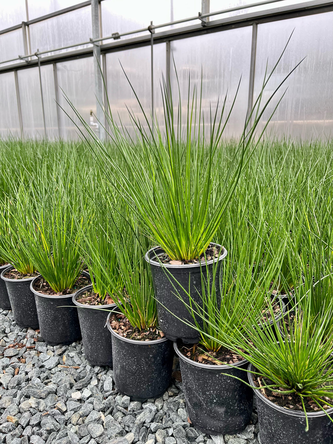 Juncus effusus (Common Rush/Soft Rush)