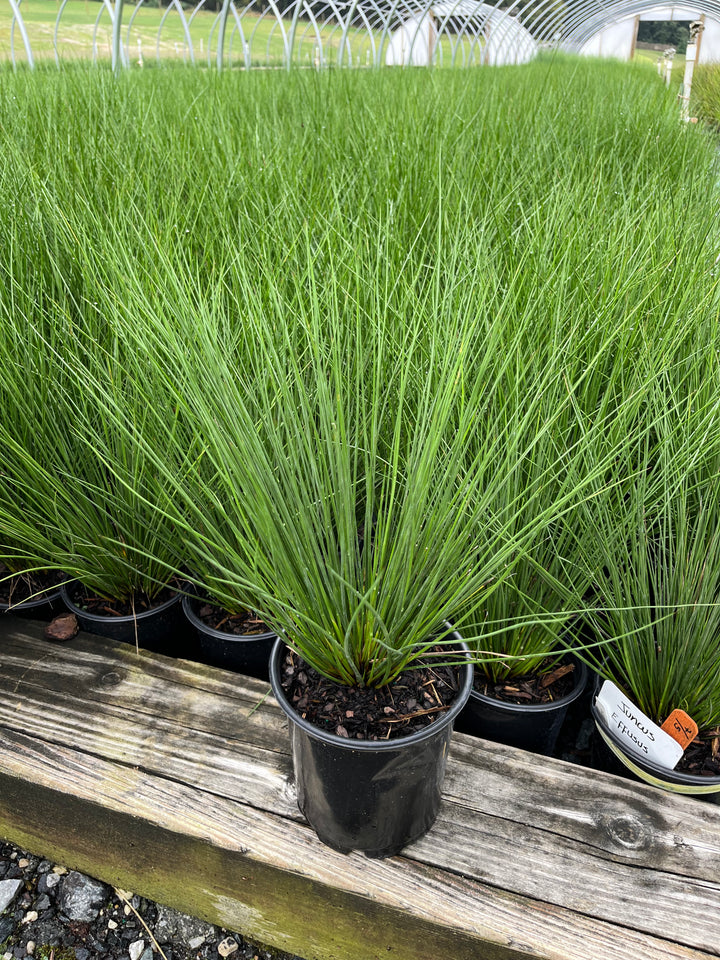 Juncus effusus (Common Rush/Soft Rush)