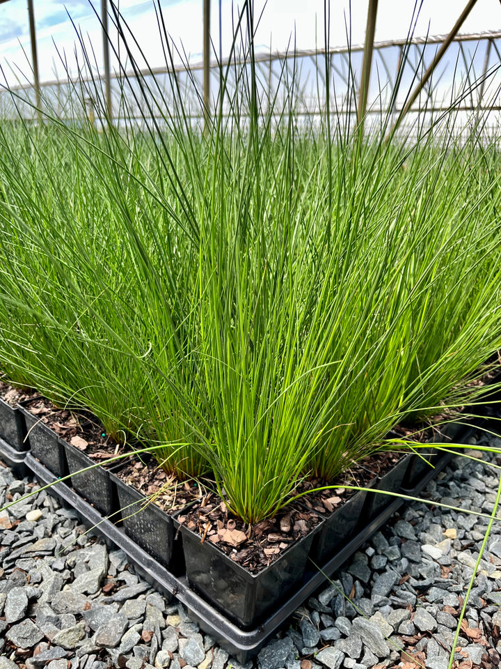 Juncus effusus (Common Rush/Soft Rush)