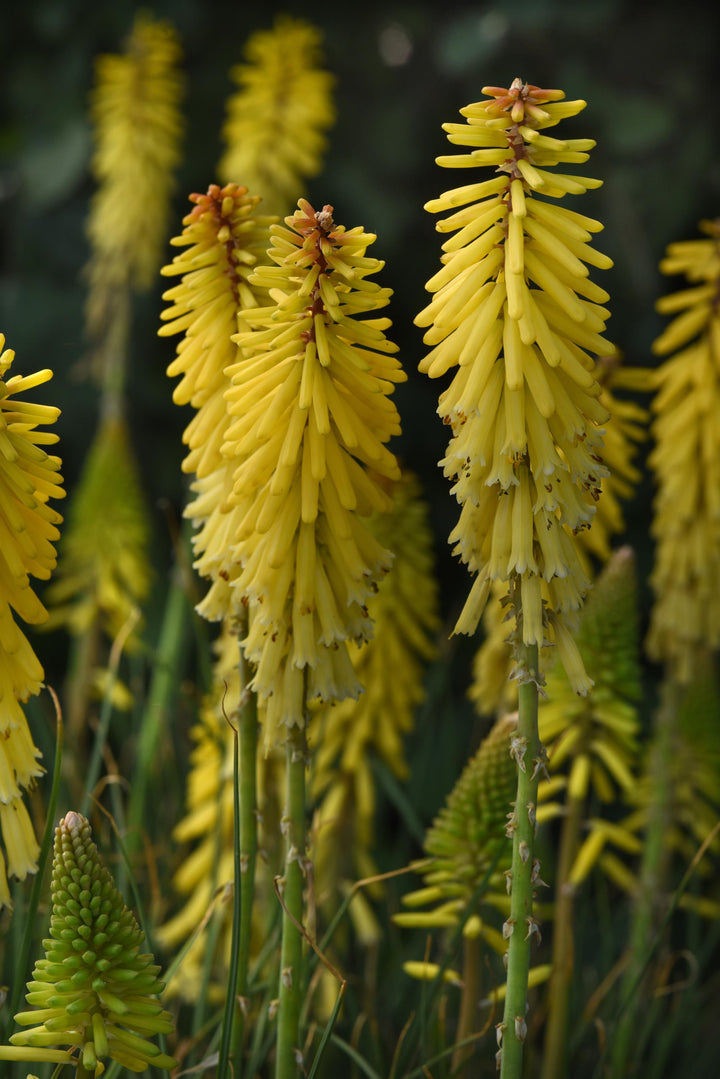 Kniphofia u. ‘Glowstick’ (Red Hot Poker)