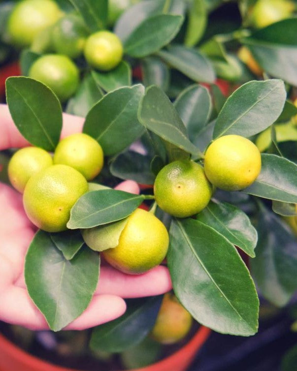 Citrus aurantifolia (Key Lime Shrub)