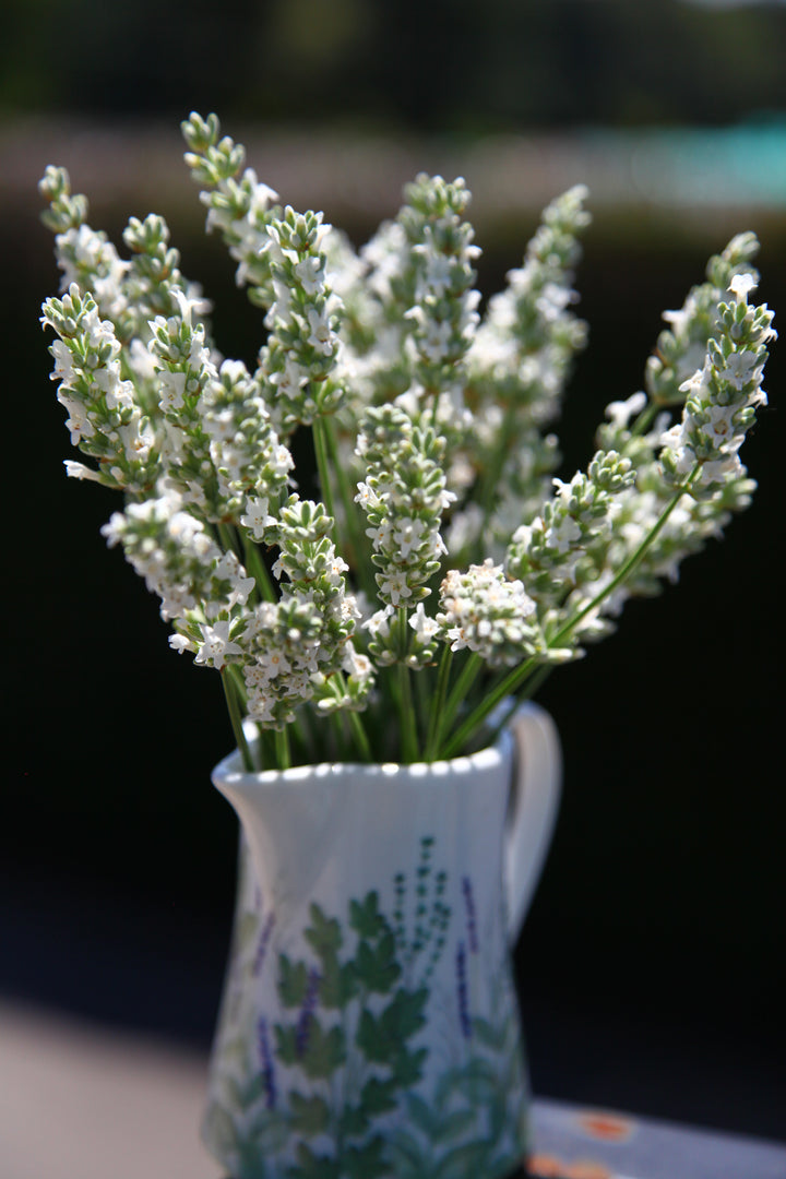 Lavandula x Exceptional® (Lavender)