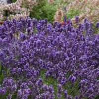 Lavandula angustifolia ‘SuperBlue’ (English Lavender)