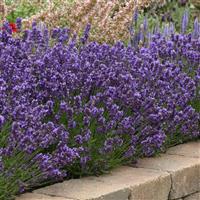 Lavandula angustifolia ‘SuperBlue’ (English Lavender)