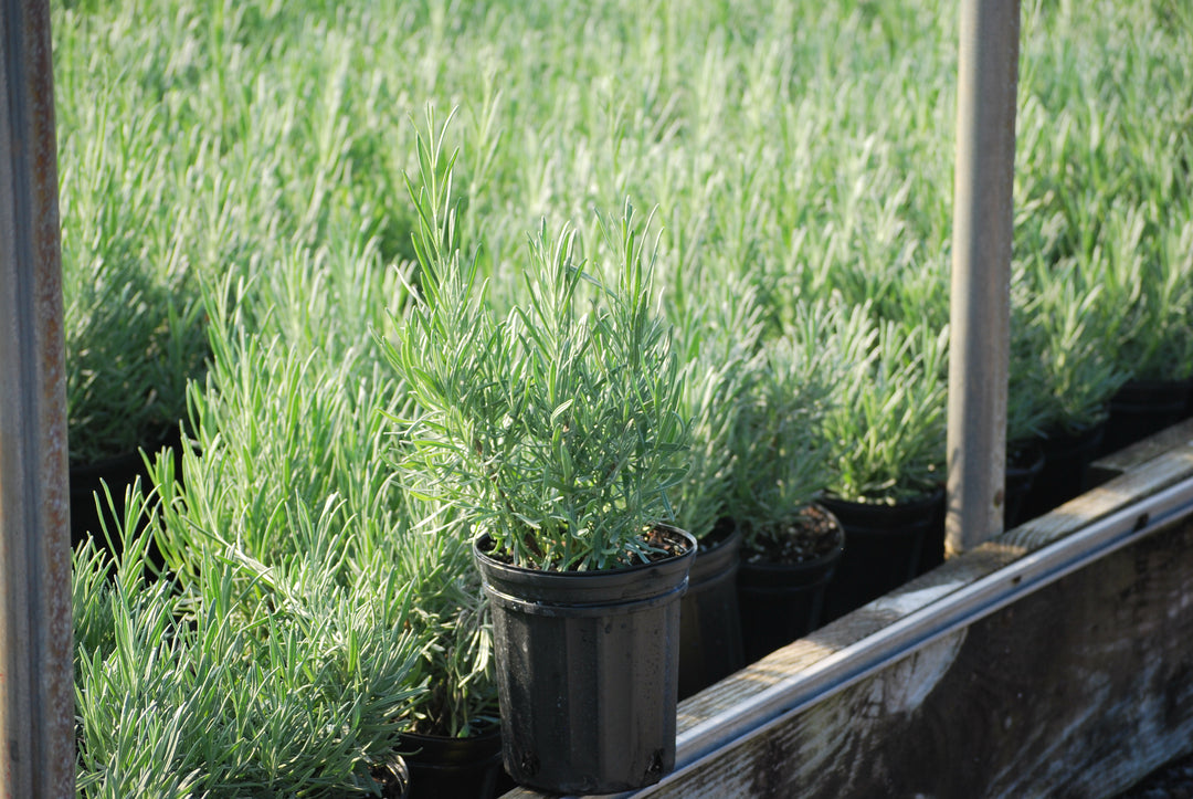 Lavandula x intermedia 'Grosso' (Fat-Spiked Lavender)