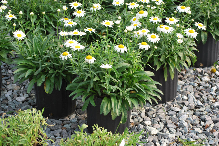 Leucanthemum s. 'Snowcap' (Shasta Daisy)