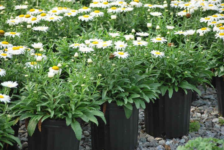 Leucanthemum s. 'Snowcap' (Shasta Daisy)