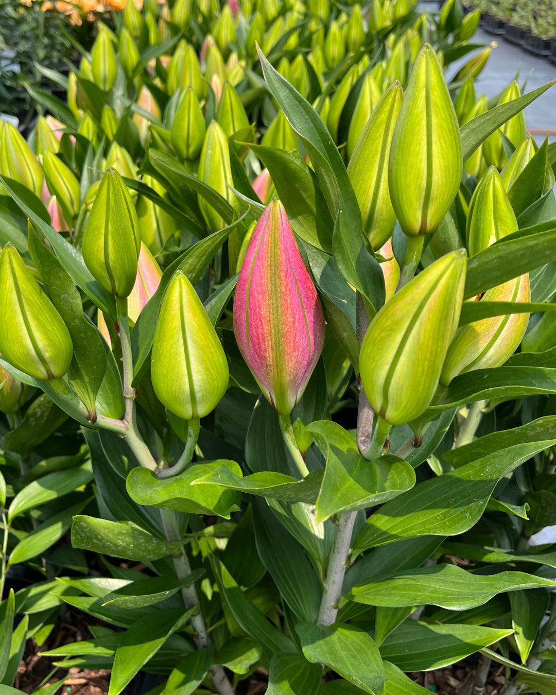 Lilium O. ‘Sunny Camino’ (Lily Looks™ Dwarf Oriental Hardy Lily)