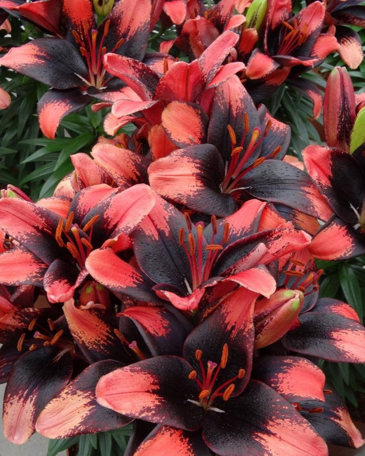 Lilium Lily Looks™ ‘Tiny Shadow’ (Dwarf Asiatic Hardy Lily)