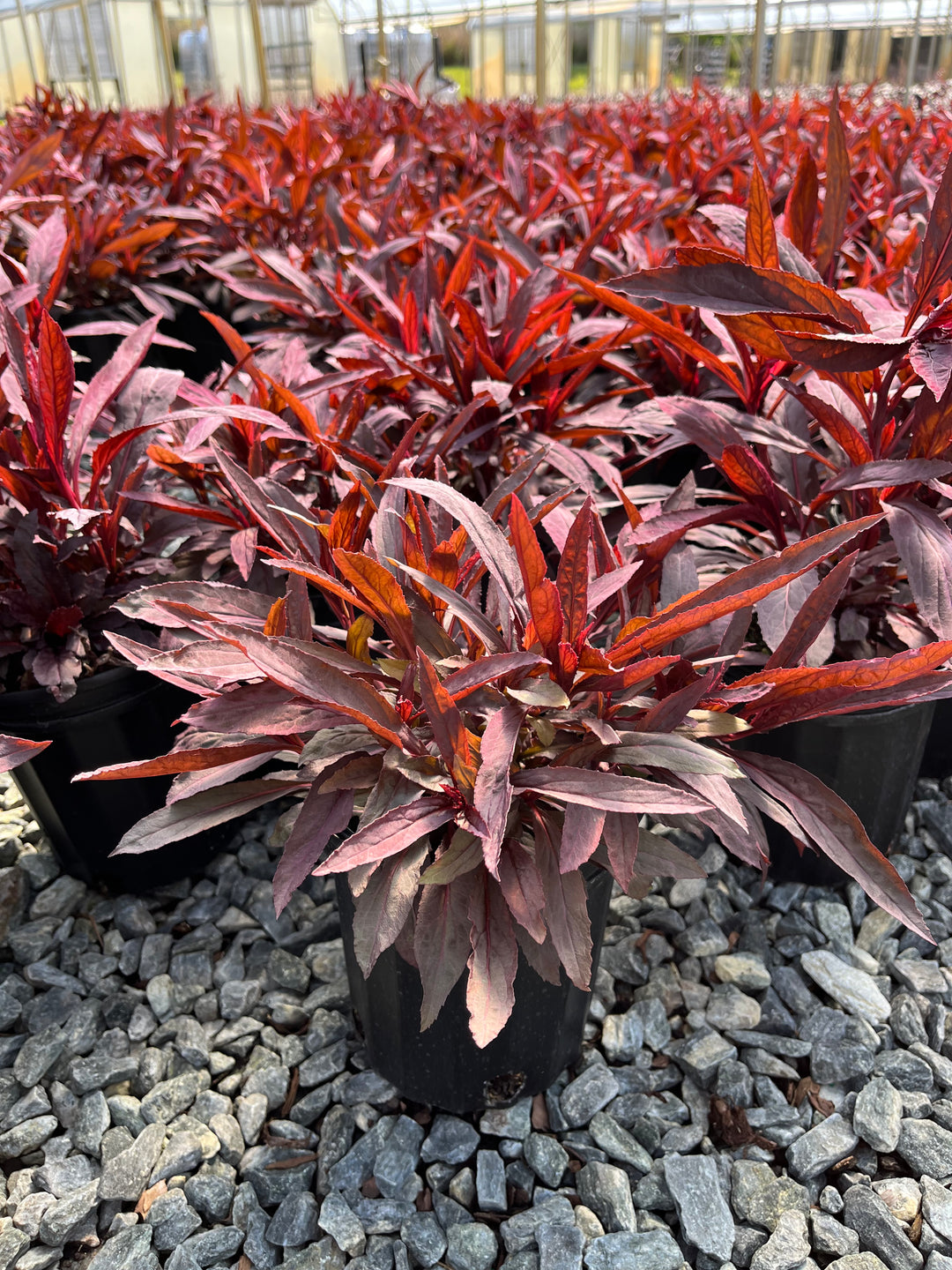 Lobelia cardinalis 'Black Truffle' (Cardinal Flower)