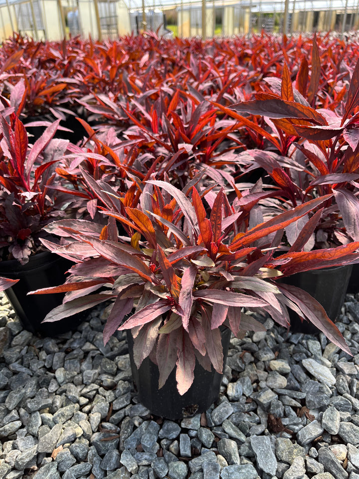 Lobelia cardinalis 'Black Truffle' (Cardinal Flower)