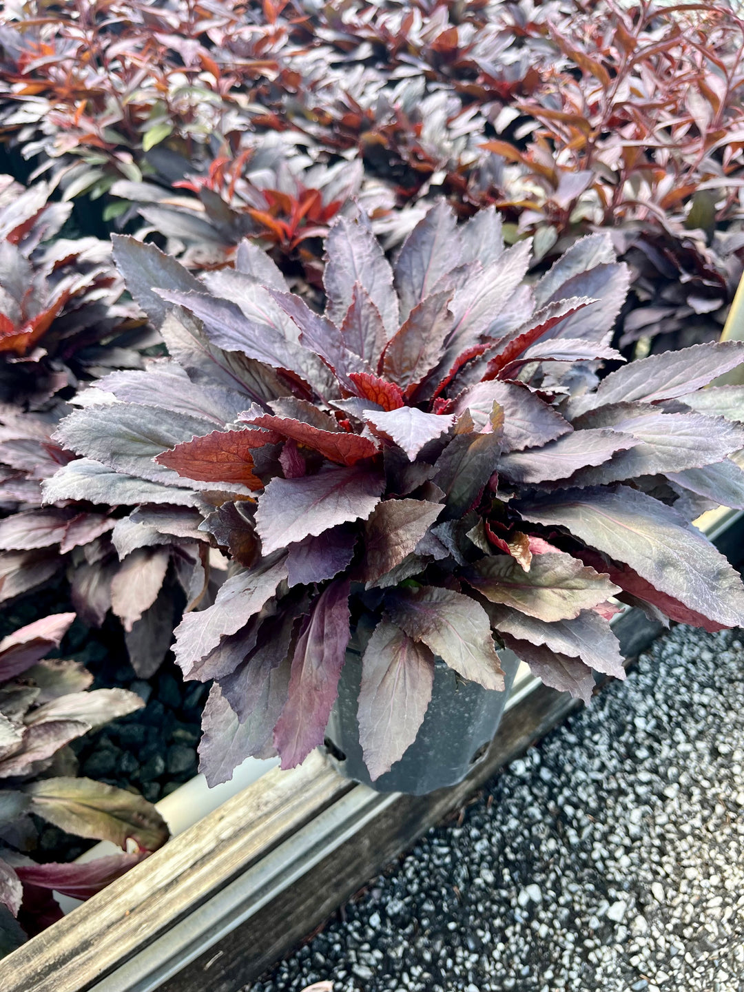 Lobelia cardinalis 'Black Truffle' (Cardinal Flower)