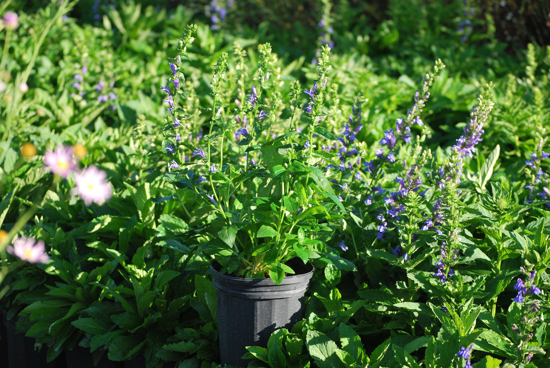 Lobelia siphilitica (Blue Cardinal Flower)