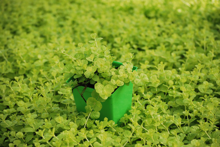 Lysimachia nummularia 'Aurea' (Golden Creeping Jenny)