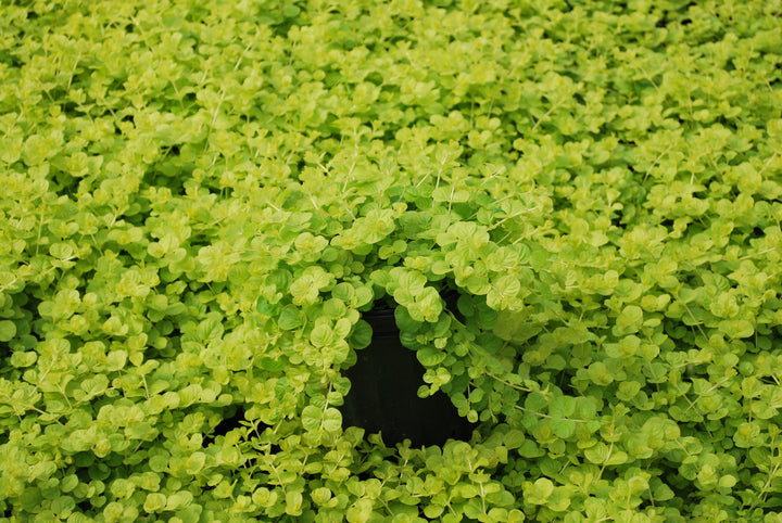 Lysimachia nummularia 'Aurea' (Golden Creeping Jenny)