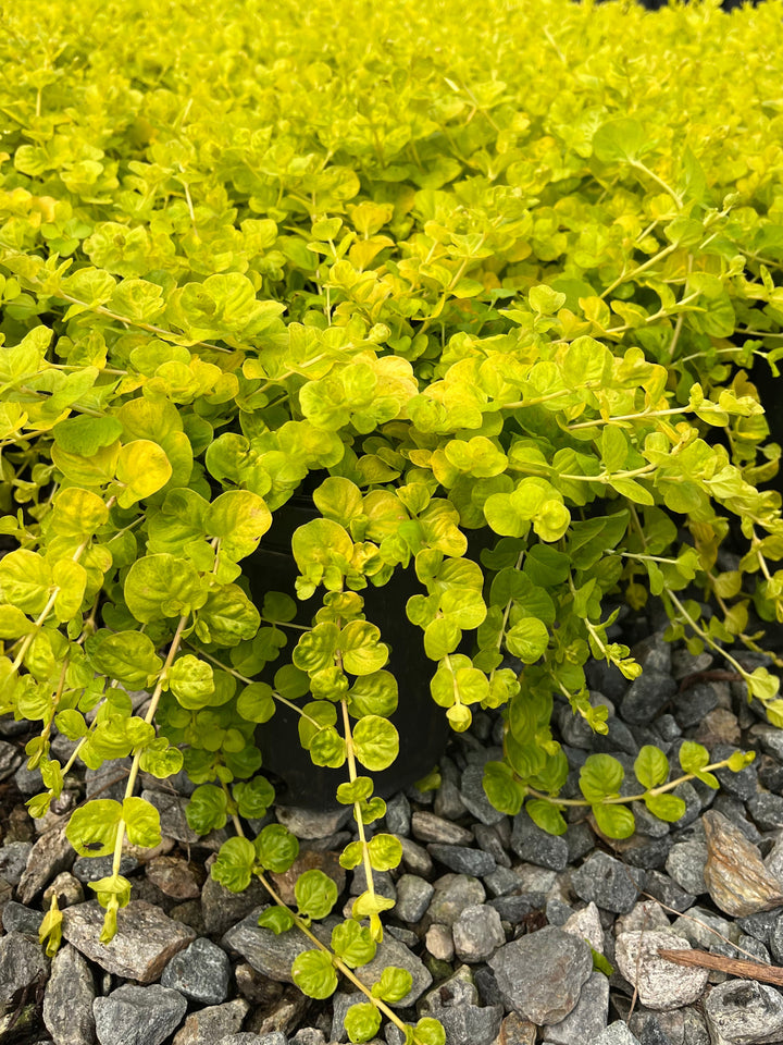 Lysimachia nummularia 'Aurea' (Golden Creeping Jenny)