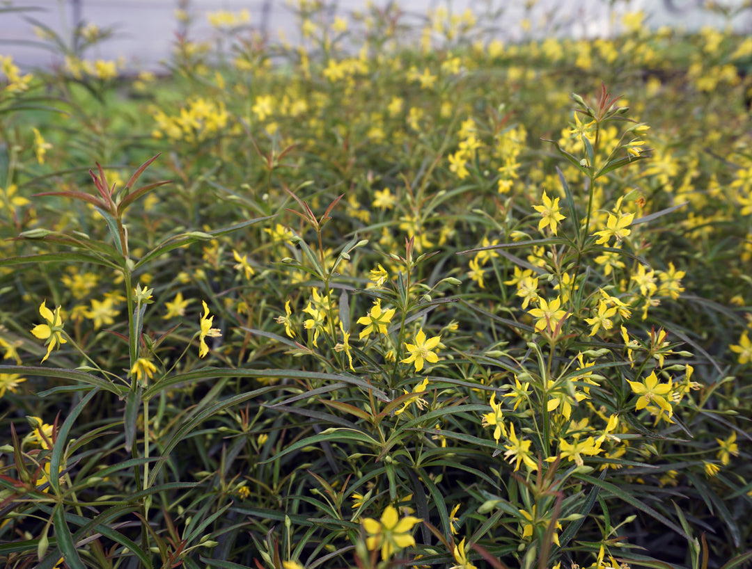 Lysimachia lanceolata 'Burgundy Mist' (Lance Leaf Loosestrife)