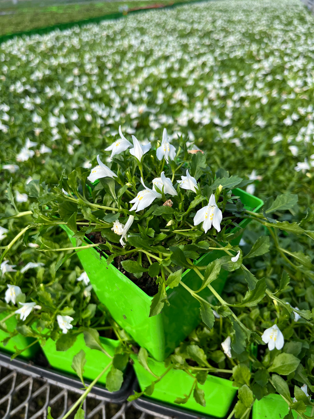 Mazus reptans 'Albus' (Creeping White Mazus)