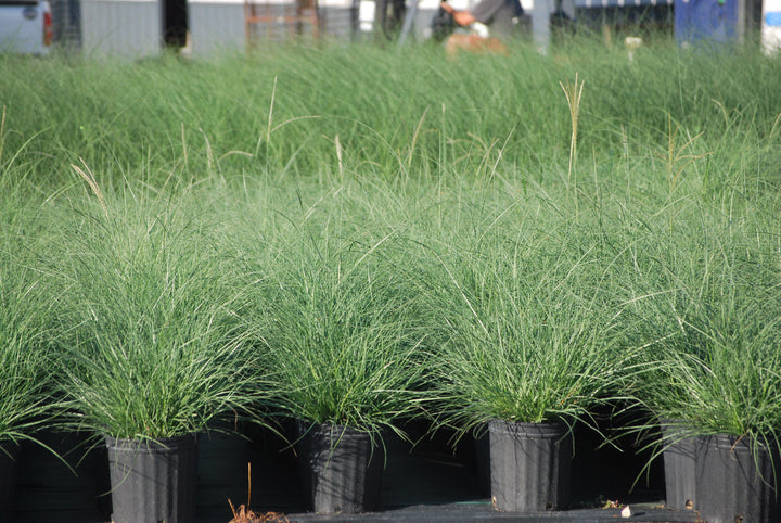 Miscanthus sinensis 'Adagio' (Adagio Grass)