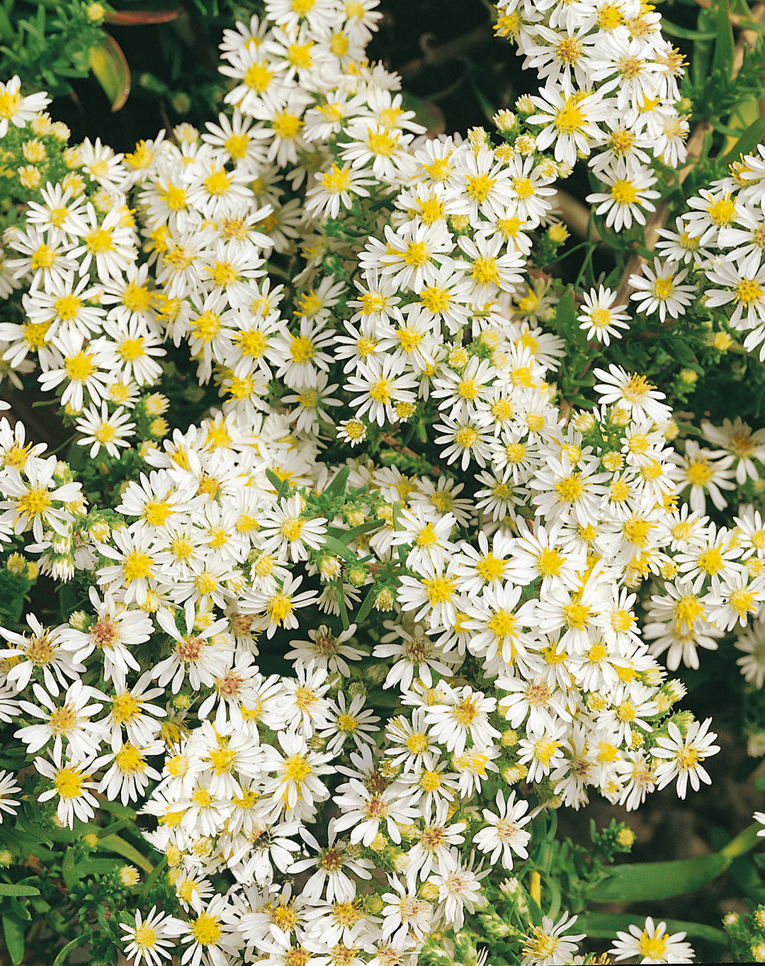 Aster ericoides ‘Snow Flurry’ (White Heath Aster)