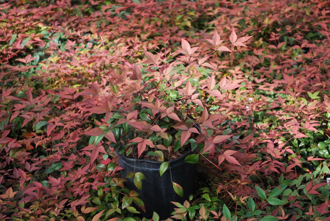 Nandina domestica Harbor Belle™ (Dwarf Heavenly Bamboo)