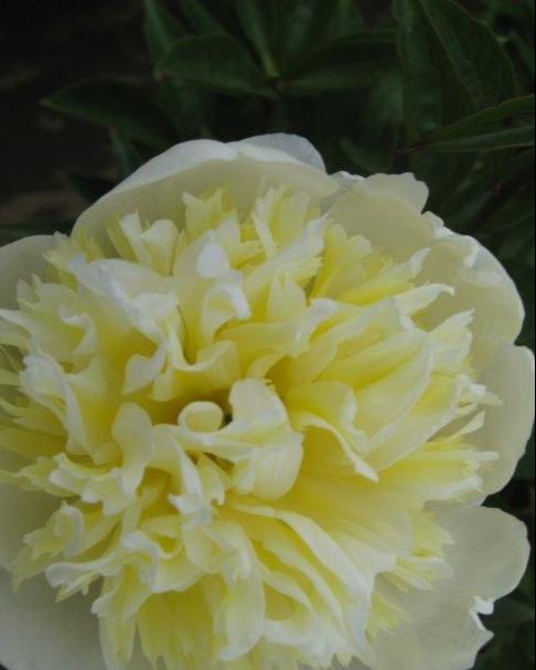 Paeonia l. 'White Sands' (Garden Peony)